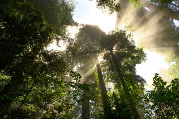 istock Morning rays in Redwood forest. 1170602456