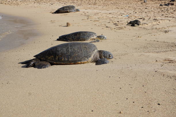 istock Hawaiian Green Sea Turtles Resting on the Beach 1170607054