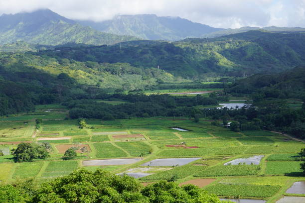 istock Taro Fields in the Hanalei Valley 1170607060