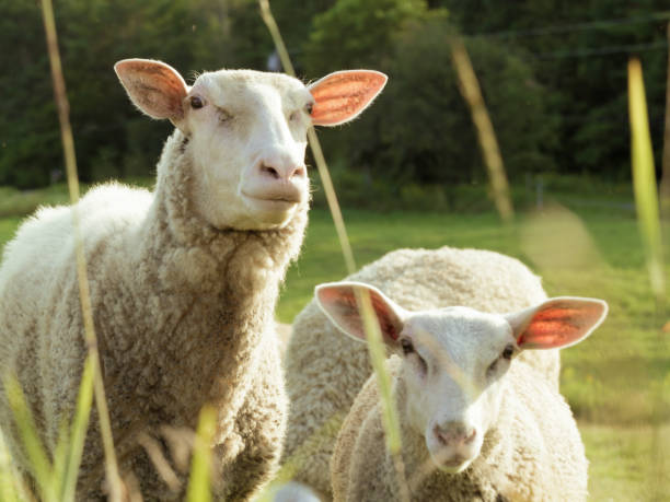 istock Pink Eared Sheep in Field at Farm 1170607999