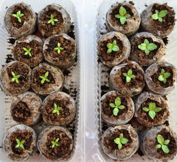 istock Growing sprouts of eustoma in peat pots. Omsk Russia 1170609448