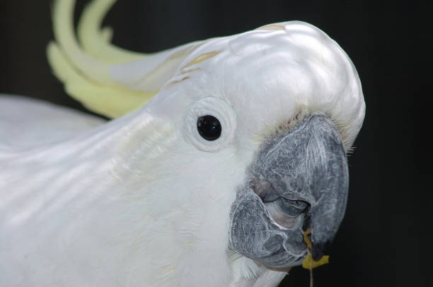 istock sulphur-crested cockatoo 1170609764