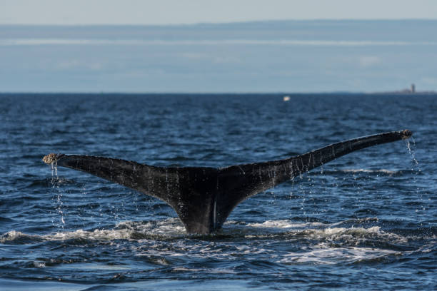 istock Whale watching in the St-Laurence river 1170616393