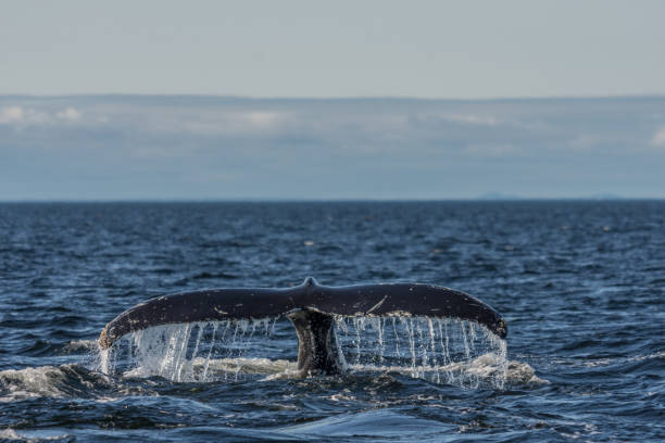 istock Whale watching in the St-Laurence river 1170616434