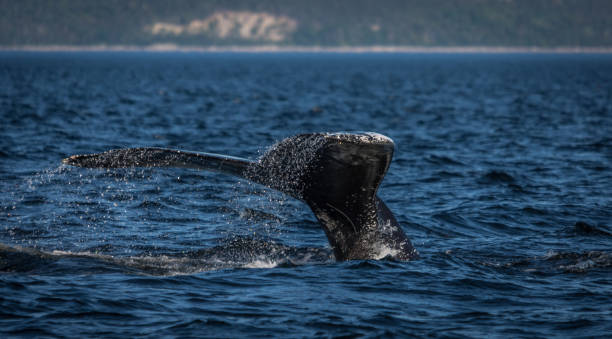 istock Whale watching in the St-Laurence river 1170616554