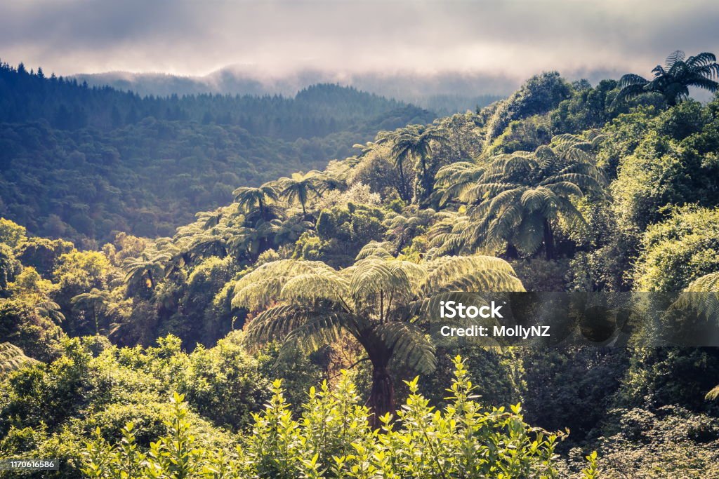 New Zealand Forest View Landscape view of lush New Zealand forest taken on a cloudy day New Zealand Stock Photo