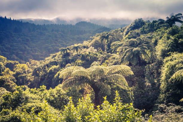 New Zealand Forest View stock photo
