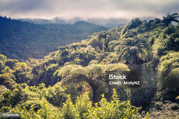 New Zealand Forest View Stock Photo - Download Image Now - New Zealand, Bush, Lumber Industry