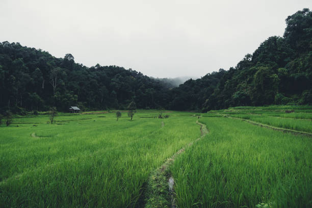 istock Paddy field In the countryside Rice fields in asia 1170616827