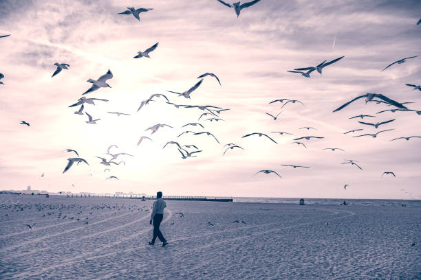 istock seagulls and man on the shore at sunset 1170617953