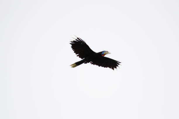 istock Hornbill bird  : adult female Rufous-necked hornbill (Aceros nipalensis) 1170618885