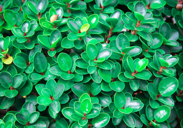 istock Green leaf background with nature red stem in garden top view 1170618909