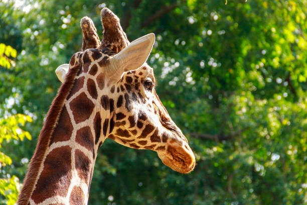 ritratto ravvicinato di una giraffa sullo sfondo verde del fogliame - giraffe south africa zoo animal foto e immagini stock