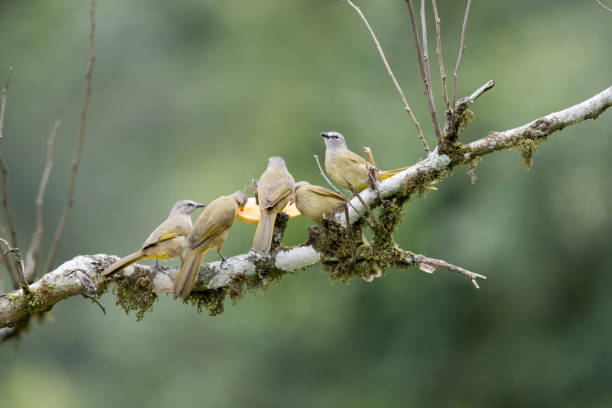 istock Bird : a flock of Flavescent bulbul (Pycnonotus flavescens) 1170620977