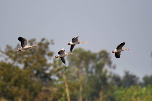 istock a small flock of Greylag goose (Anser anser) 1170621521