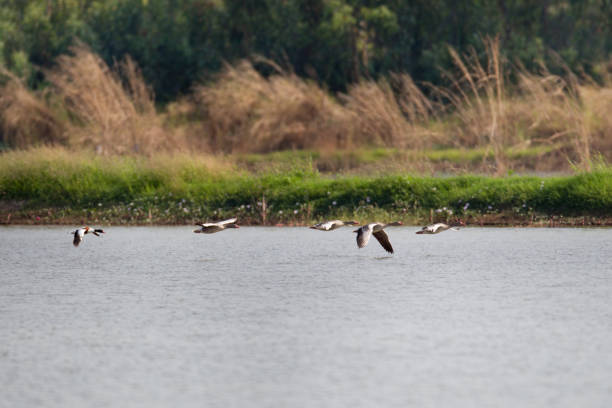 istock a small flock of Greylag goose (Anser anser) 1170621524