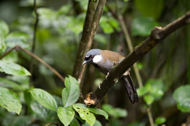 istock Bird : adult Black-throated laughingthrush (Pterorhinus chinensis) 1170621562