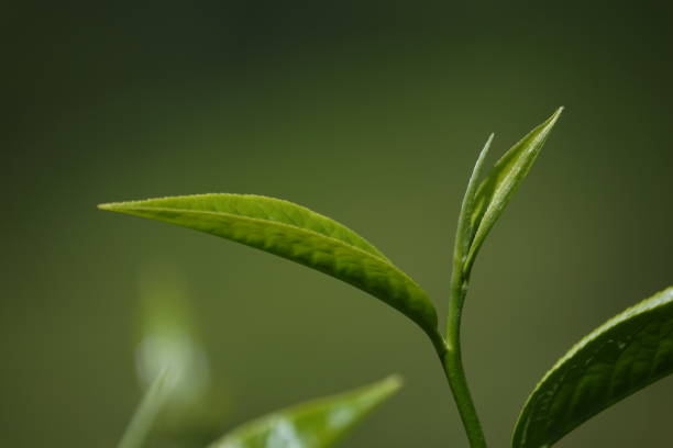 green tea buds and leafs in highland stock photo