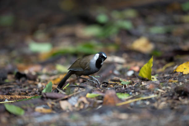 istock Bird : adult Black-throated laughingthrush (Pterorhinus chinensis) 1170621674