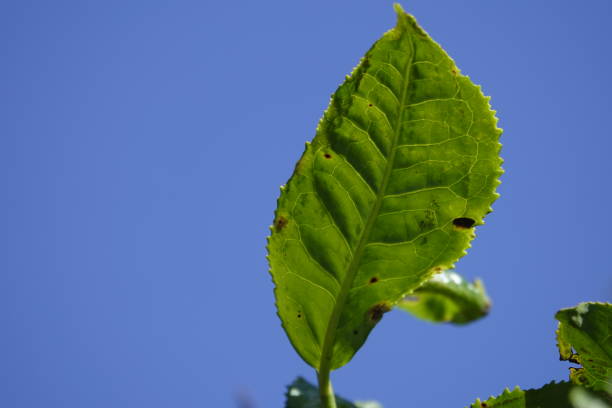 istock green tea buds and leafs in highland 1170621861