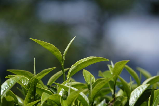 green tea buds and leafs in highland stock photo