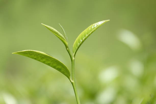 isolated fresh green tea leafs and buds in highland of vietnam