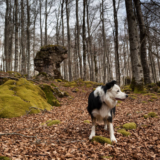 Beech in autumn, enchanted forest of Urbasa, Navarra. Itinerary of the mountaineers, Spain