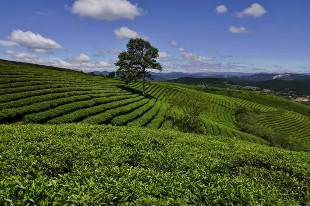 fresh green tea farm hill landscape in highland
