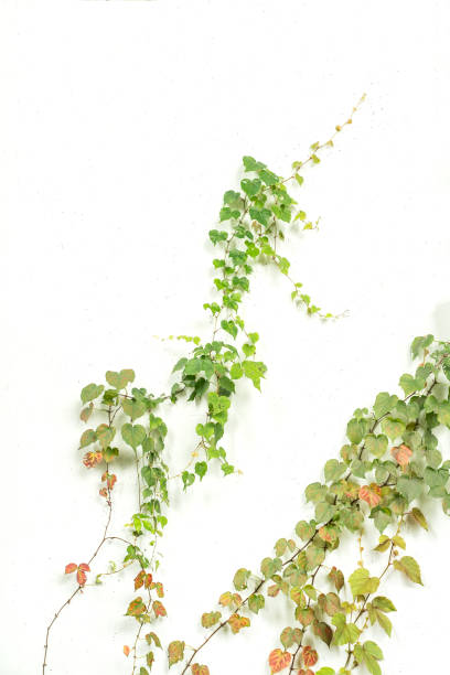istock ivy leaves isolated on white 1170623993