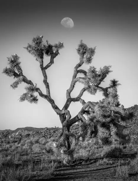 The moon rises on a Joshua Tree.