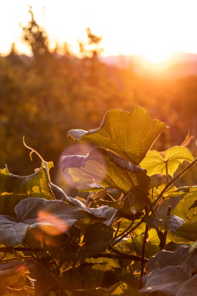 Leaves from a large vine are illuminated by the last few minutes of sun before it goes below the horizon.