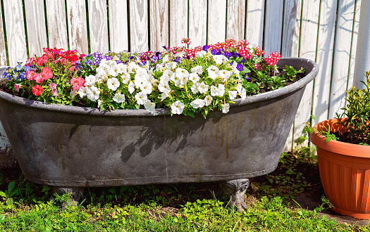 Beautiful colorful flowers in an old metal claw foot bathtub as a focal point in a country garden