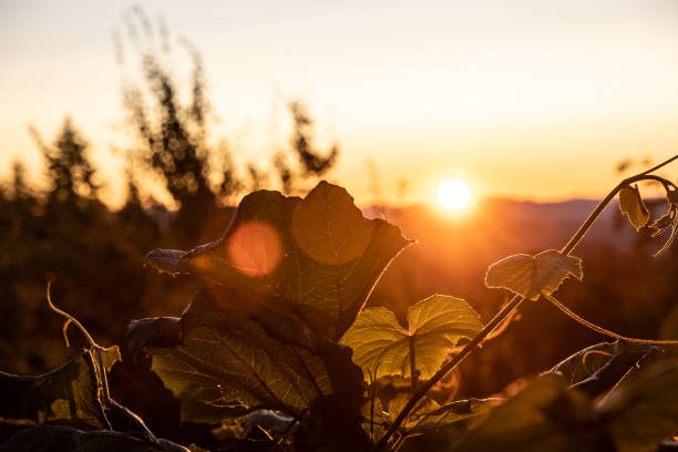 Leaves from a large vine are illuminated by the last few minutes of sun before it goes below the horizon.