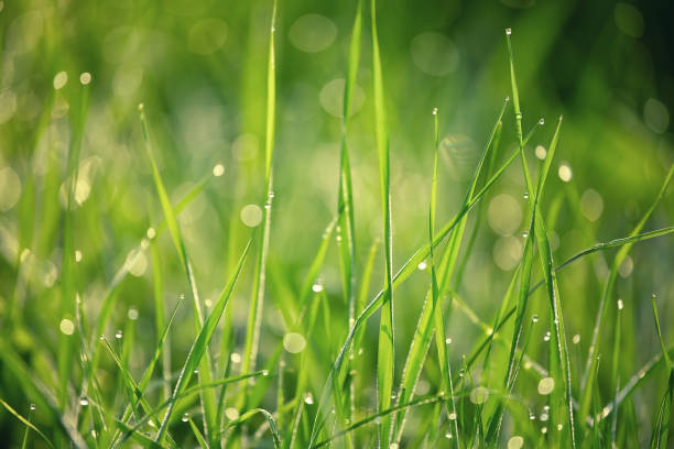 istock Dew in the grass, abstract floral background, selective focus 1170632413