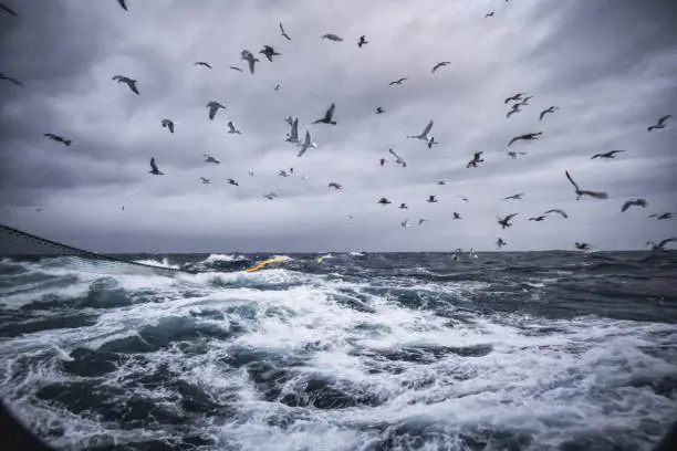 Photo of On a fishing boat trawler sailing at sea: seagulls and birds