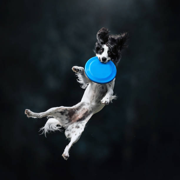istock Black and white Russian spaniel dog catch the disc 1170634006
