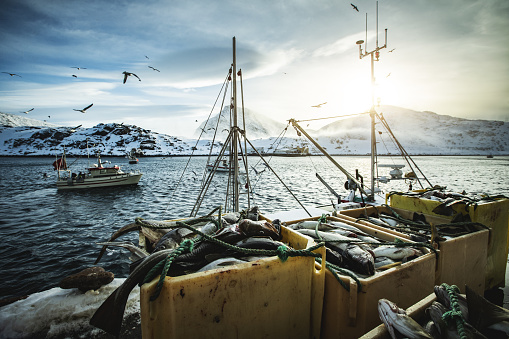 Fishermen fishing skrei cod in the arctic sea