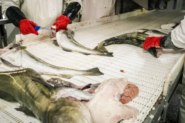 Cod Fishing Processing Ship 320+ Skrei Fishing Stock Photos, Pictures & Royalty-Free Images - iStock
