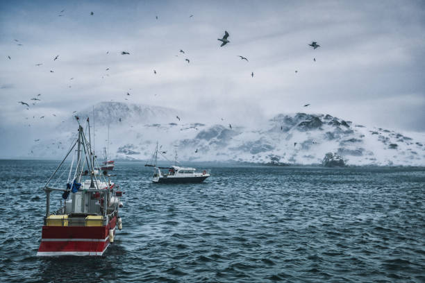 fishing boats out for skrei cod in the arctic sea - arctic sea imagens e fotografias de stock