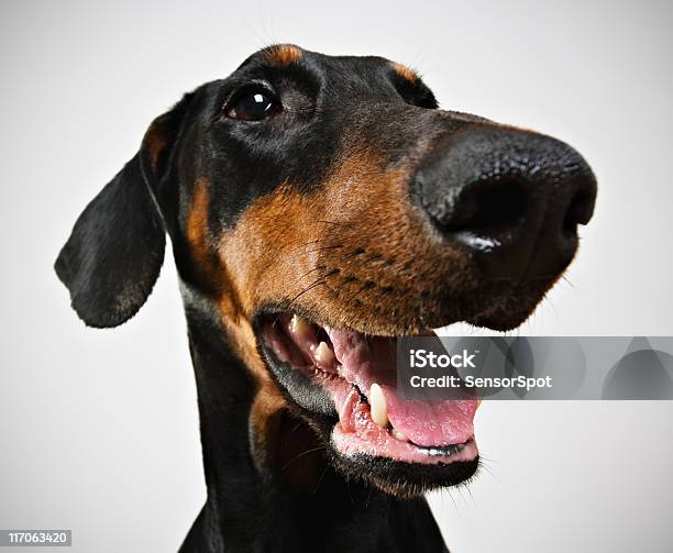 Foto de Dobermann e mais fotos de stock de Cão - Cão, Animal, Animal de estimação