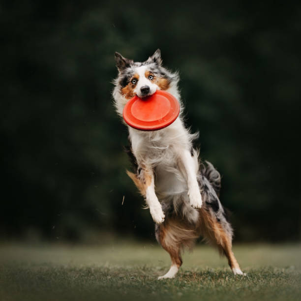 istock Marble Border collie dog catching disc in summer 1170634711