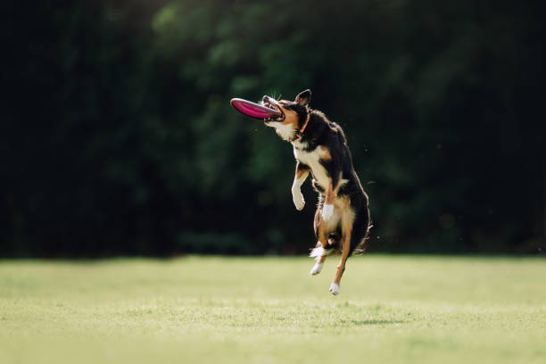 istock Tricolor Border collie dog catching disc in park 1170634923