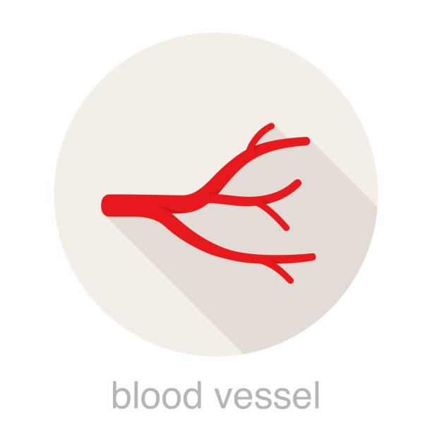인간의 혈관 평면 아이콘, 벡터 일러스트 - 혈관 stock illustrations