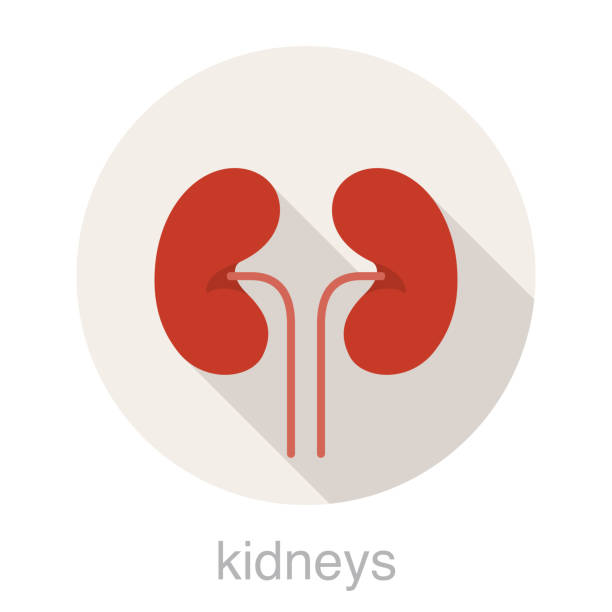 human organ kidneys flat icon, vector illustration human organ kidneys flat icon, vector illustration human kidney stock illustrations