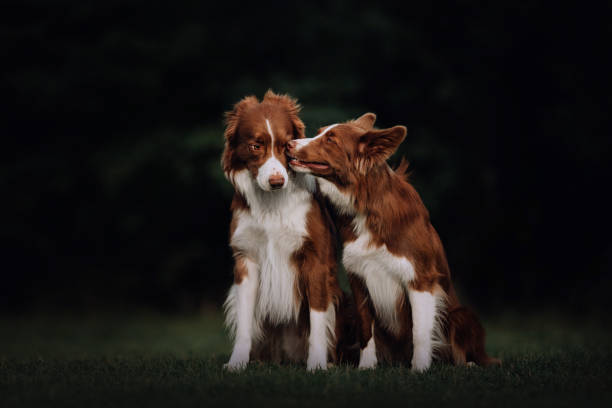 istock Two border collie dogs kissing in park 1170635693