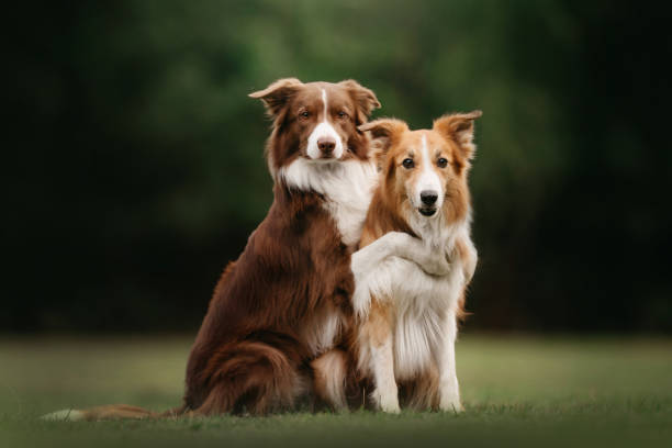 istock Two border collie dogs sit in embracing one another 1170635775
