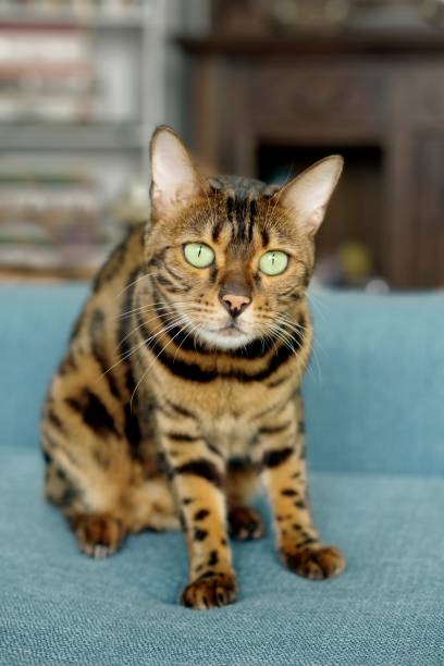 istock Tabby cat on the sofa looks playfull at the camera. 1170635855