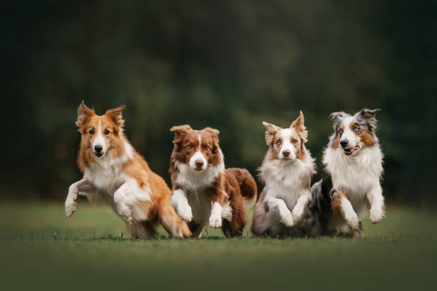 istock Four border collie dogs begin to run 1170635866