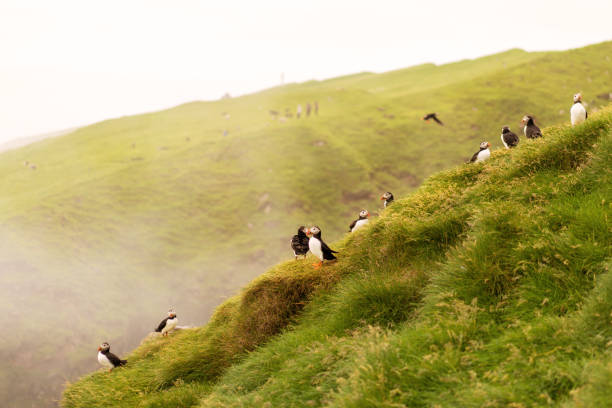 istock Puffins sitting on grass cliff at Mykines summer colony, Faroe Islands. 1170635880