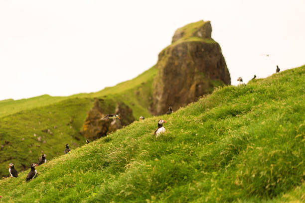 istock Puffins nesting on grass cliff and green mountain on background. Mykines island, Faroe. 1170635884